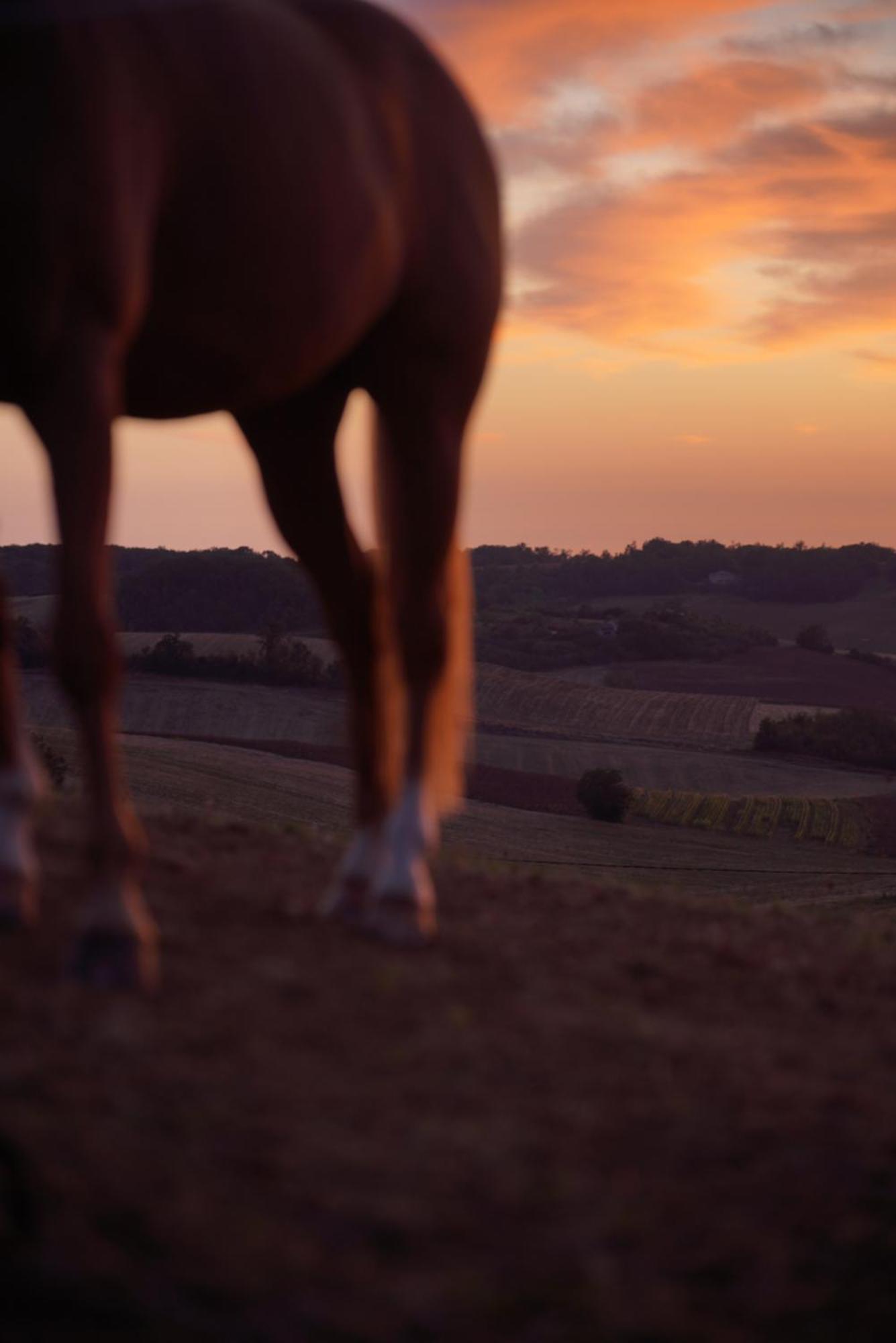 Logement Entier De Charme, Gite Equestre Gers Flamarens Exterior photo