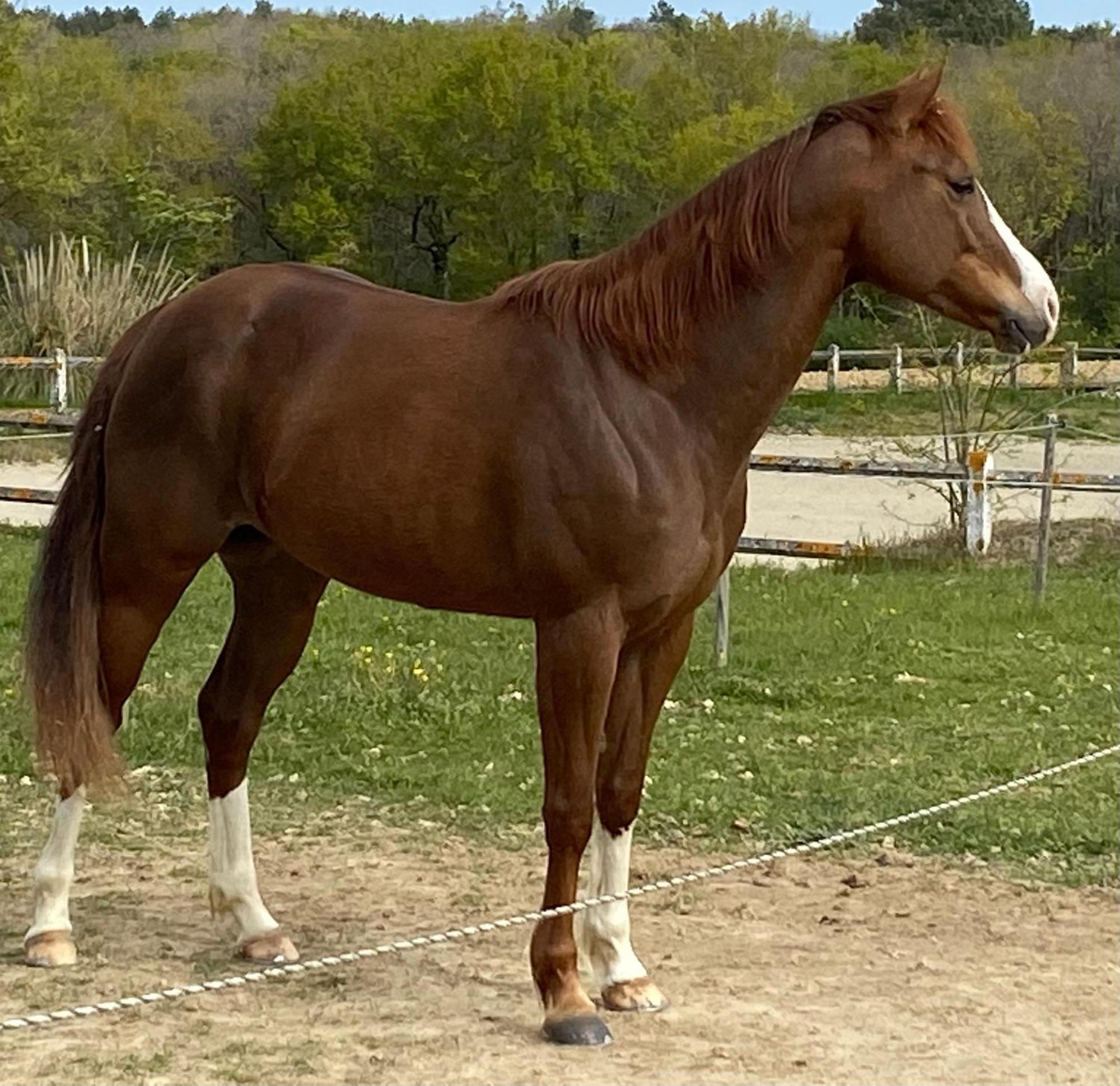 Logement Entier De Charme, Gite Equestre Gers Flamarens Exterior photo